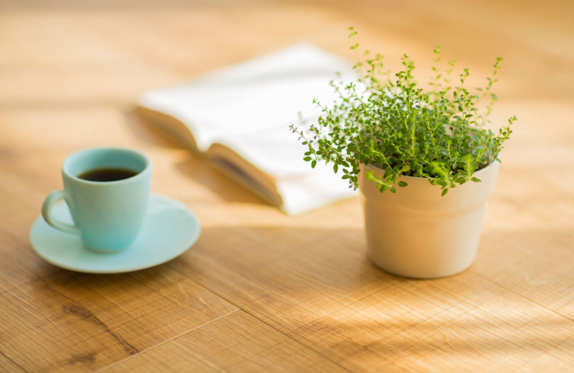 plant and coffee