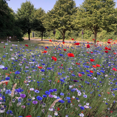 wildflowers secured by local conservatives ash davies ketteringwildflowers secured by local conservatives ash davies kettering